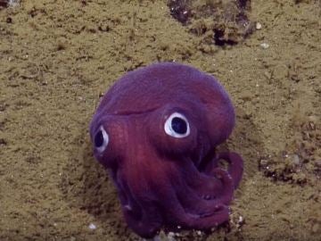 'Googly-eyed', grabado por E/V Nautilus 'Googly-eyed', grabado por E/V Nautilus