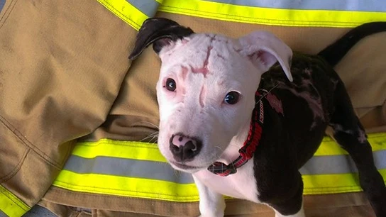 Jake, el perro bombero que luce sus recuperadas cicatrices Jake, el perro bombero que luce sus recuperadas cicatrices