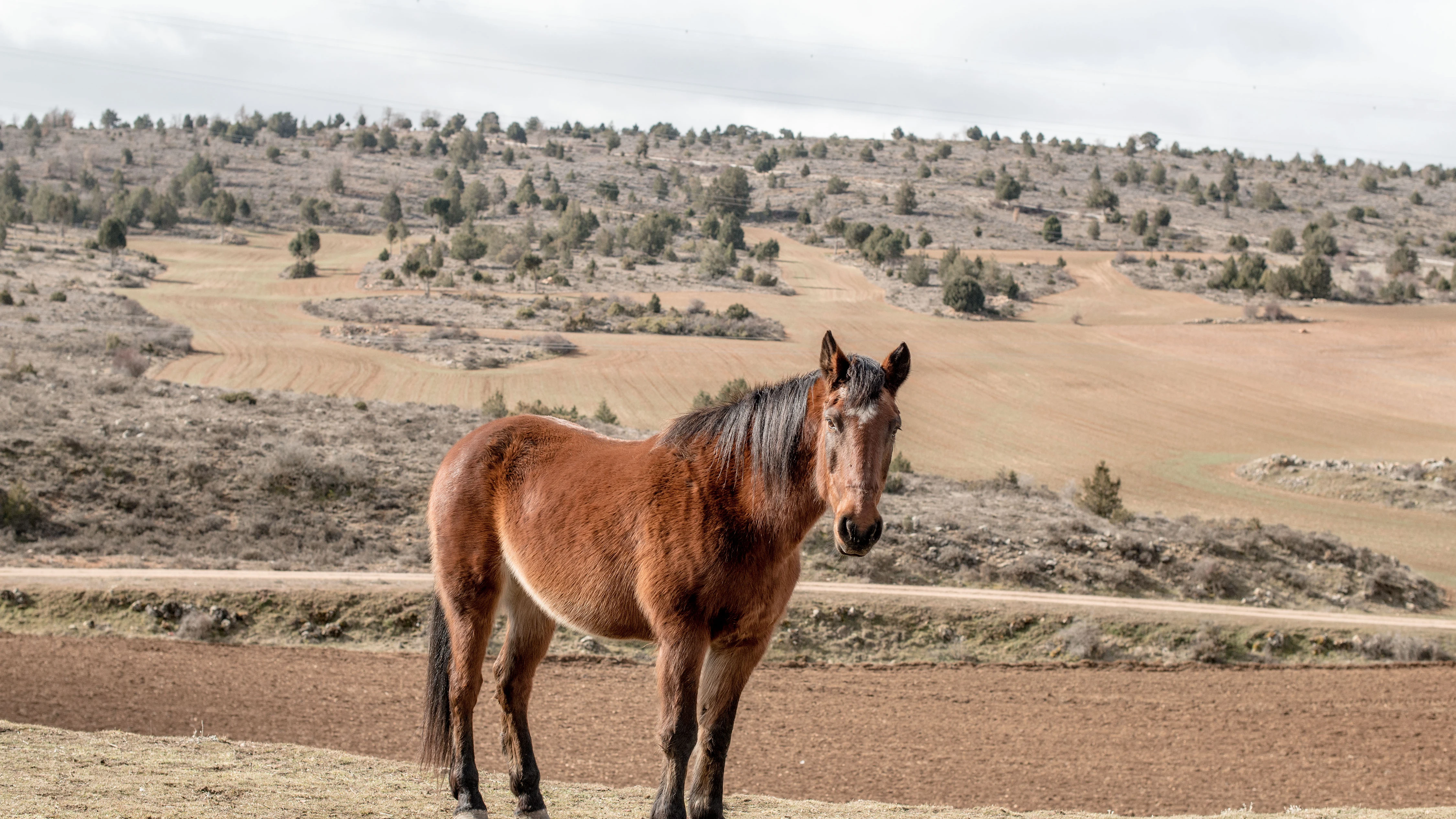 Una yegua en el campo