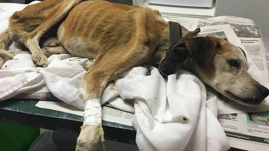 Váli en el refugio de animales de Cambados Váli en el refugio de animales de Cambados