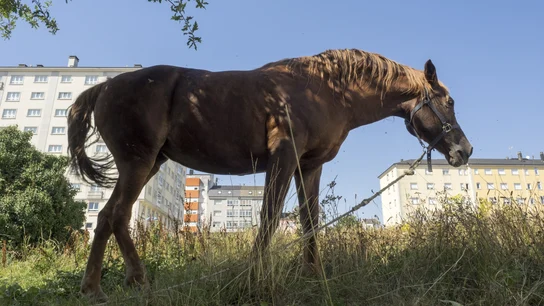 La yegua que permanece atada en un solar. La yegua que permanece atada en un solar.