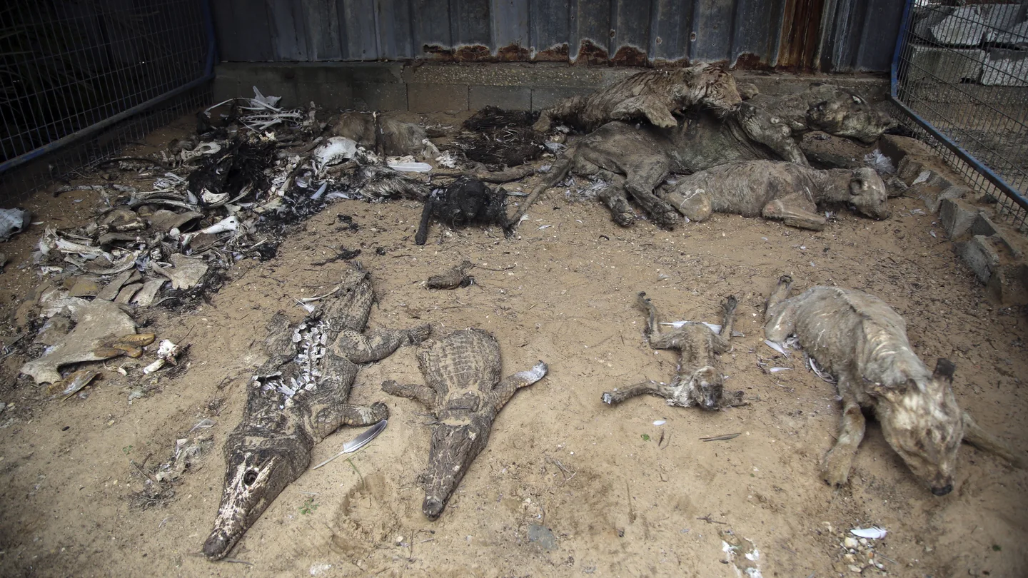Animales fallecidos y disecados en "el peor zoo del mundo". Animales fallecidos y disecados en "el peor zoo del mundo".
