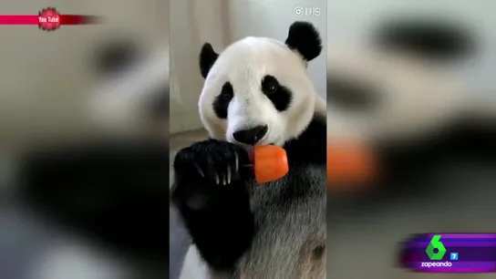 Oso panda Oso panda