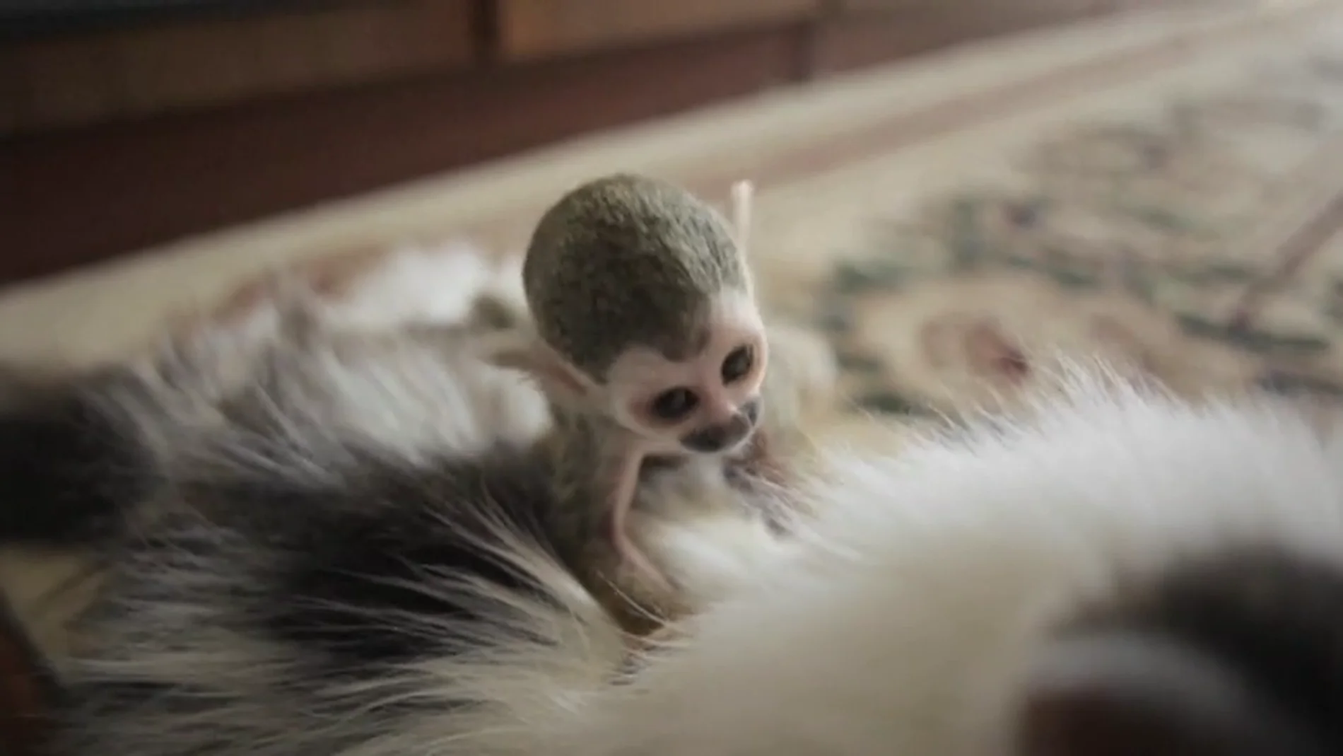 Frame 8.48989 de: Un gato de 16 años adopta a un bebé mono rechazado por su madre en un zoológico de Rusia