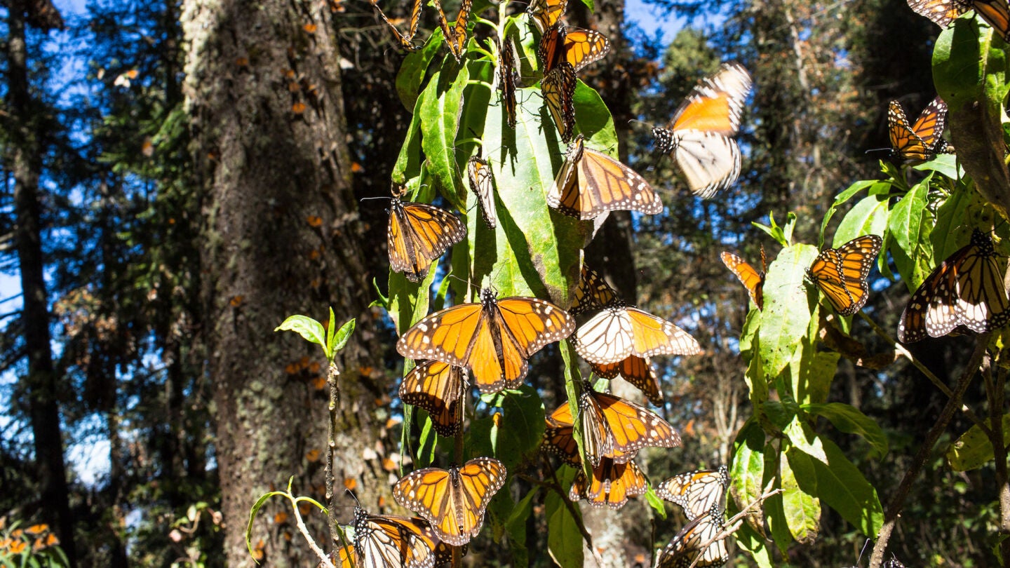 Mariposa monarca