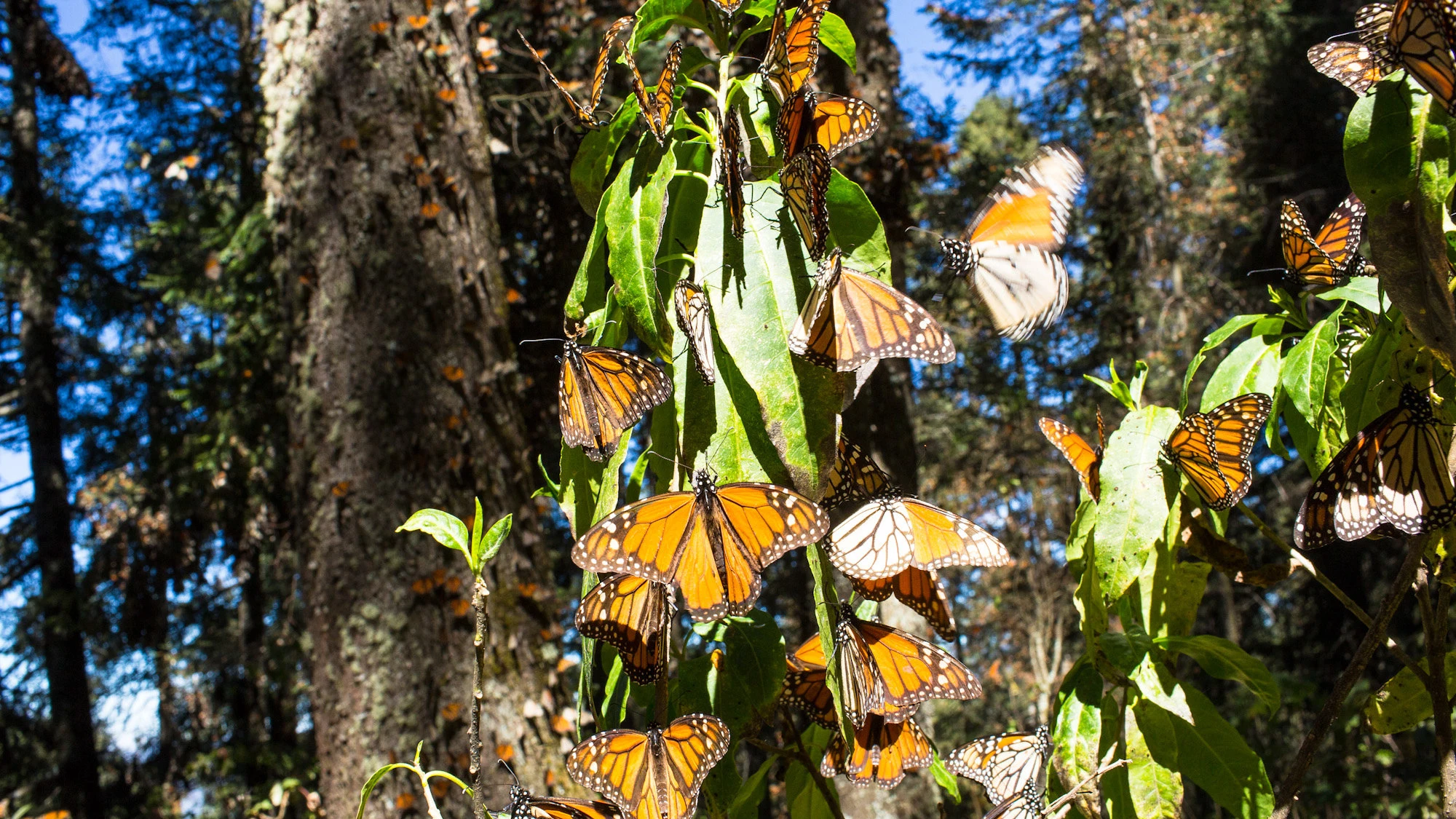 Mariposa monarca Mariposa monarca