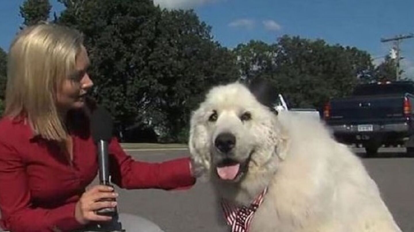 Duke, el perro alcalde de Cormorant