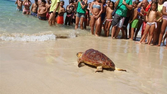 Ejemplar de tortuga boba Ejemplar de tortuga boba