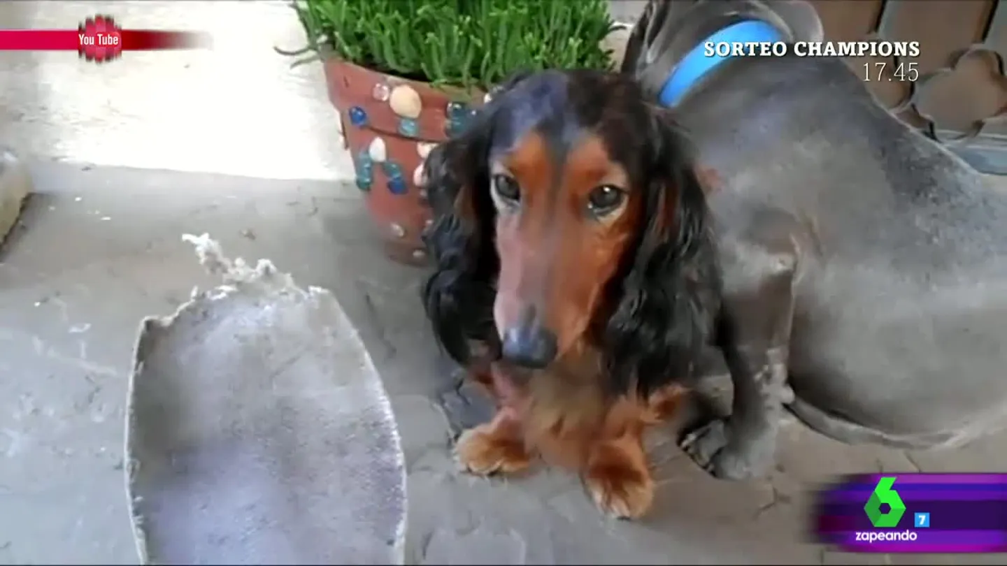 La trastada de dos perros que se ha vuelto viral La trastada de dos perros que se ha vuelto viral