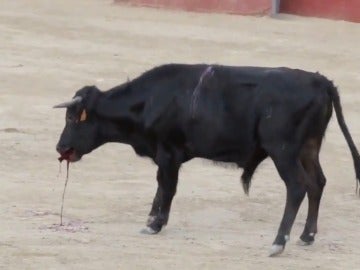 Imagen de la becerrada Imagen de la becerrada