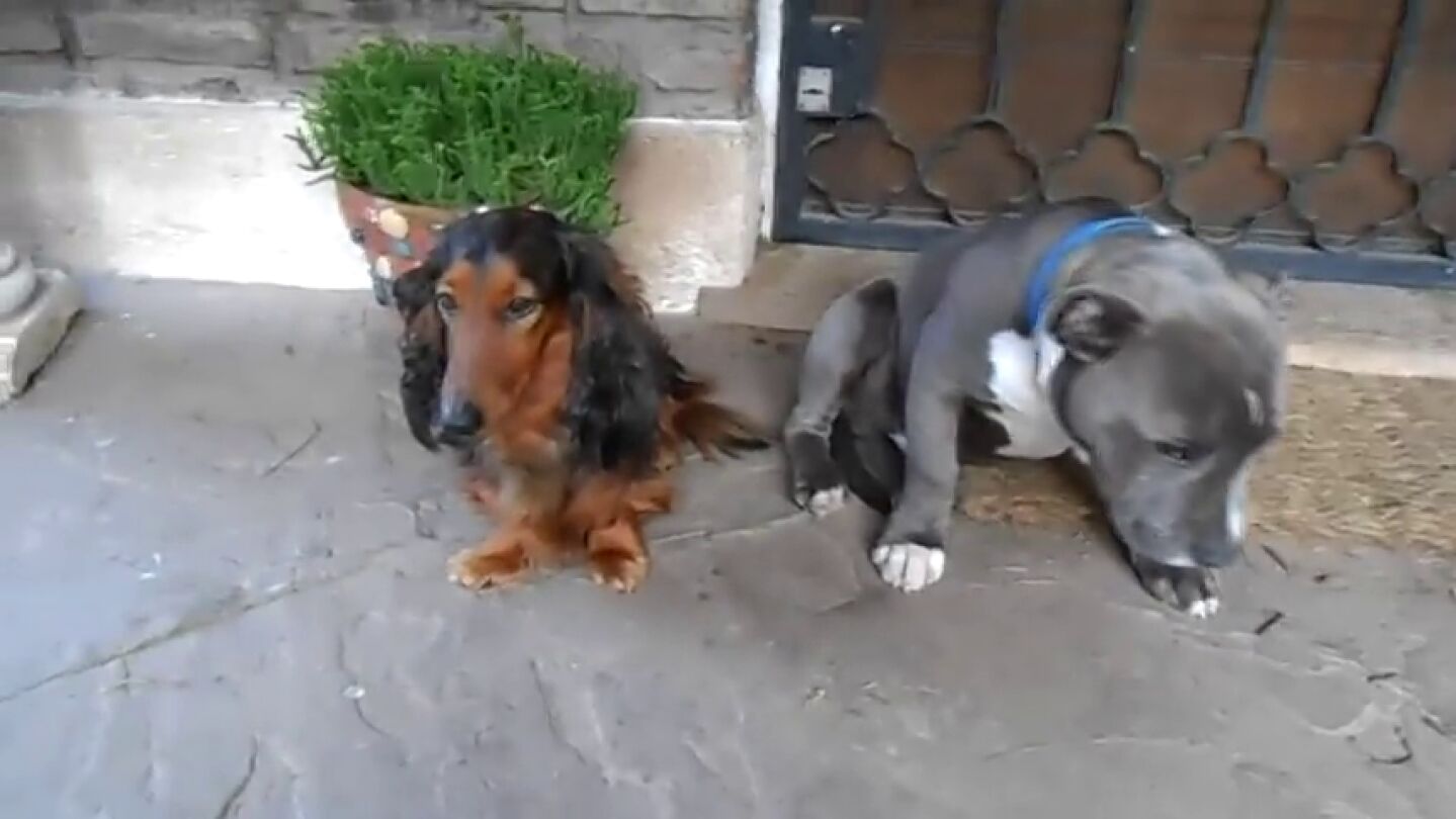 Frame 5.775179 de: El v&iacute;deo en el que un pitbull se averg&uuml;enza de sus actos y que enternece a las redes sociales