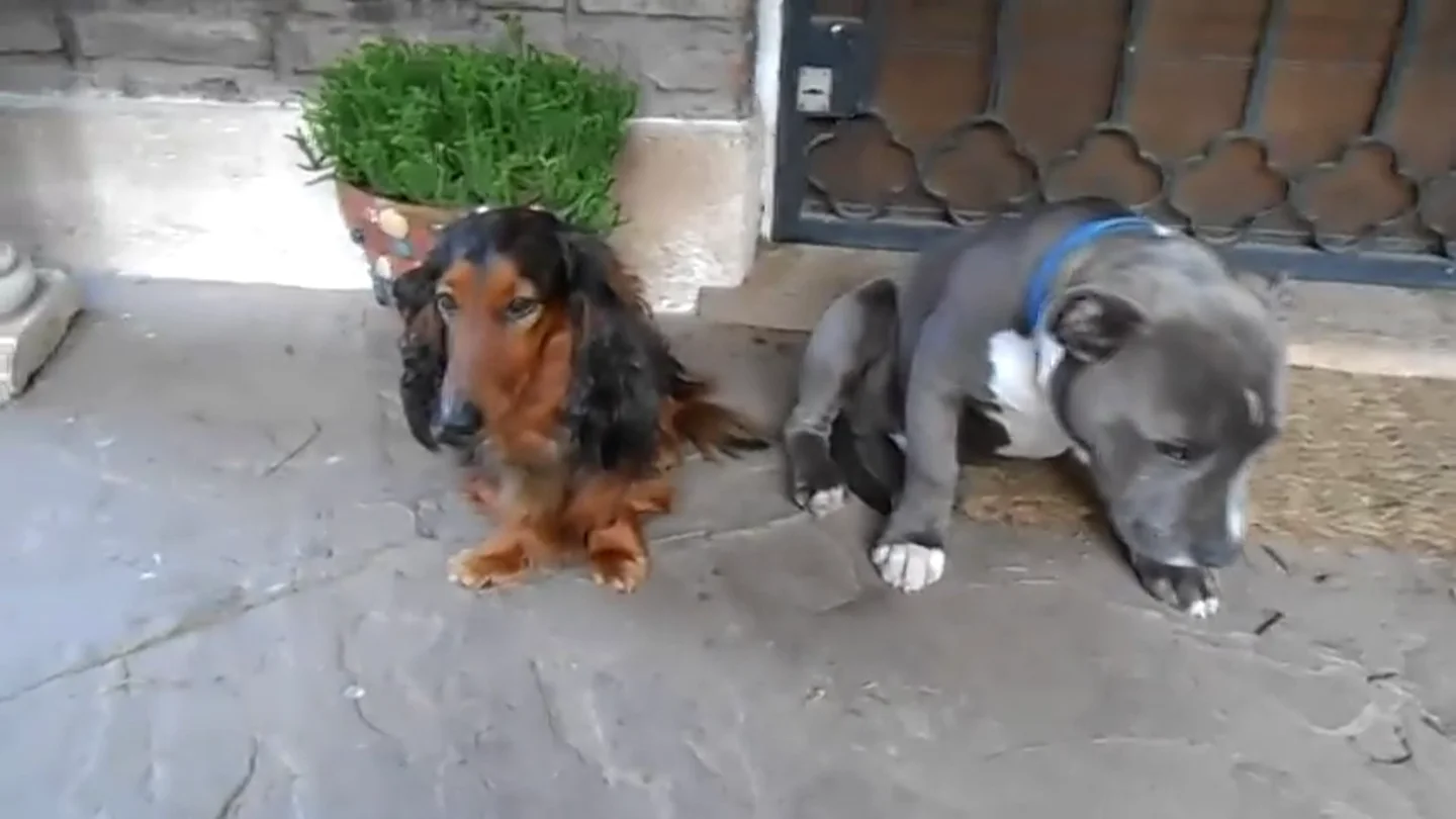 Frame 5.775179 de: El vídeo en el que un pitbull se avergüenza de sus actos y que enternece a las redes sociales Frame 5.775179 de: El vídeo en el que un pitbull se avergüenza de sus actos y que enternece a las redes sociales