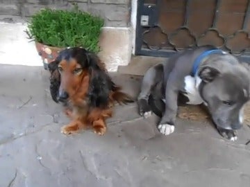 Frame 5.775179 de: El vídeo en el que un pitbull se avergüenza de sus actos y que enternece a las redes sociales Frame 5.775179 de: El vídeo en el que un pitbull se avergüenza de sus actos y que enternece a las redes sociales
