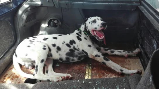 Rescate de un perro encerrado en un coche en el aparcamiento de un centro comercial La Policía Local de Badajoz rescata un perro encerrado en un coche en el aparcamiento de un centro comercial