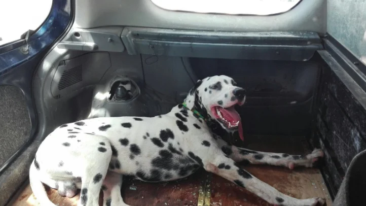 La Policía Local de Badajoz rescata un perro encerrado en un coche en el aparcamiento de un centro comercial