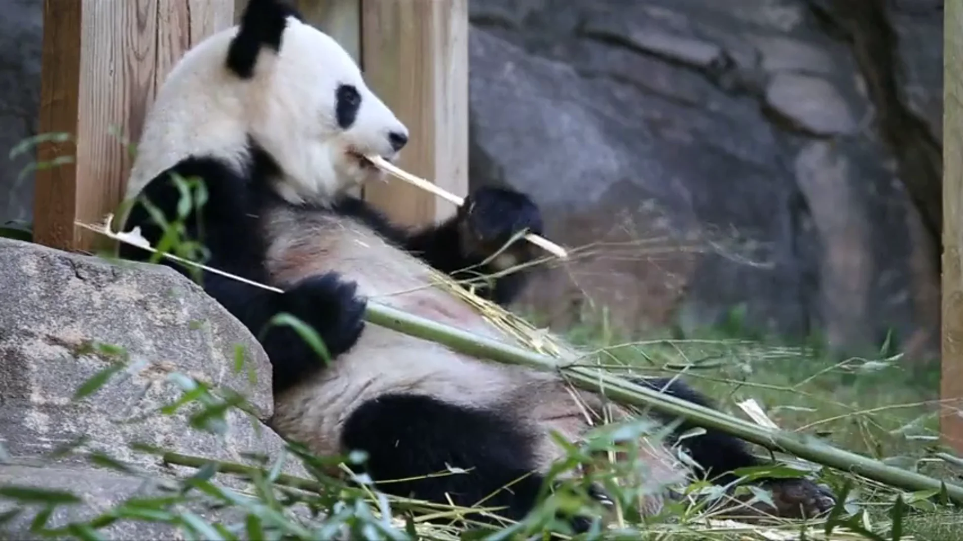 Frame 10.985696 de: La madre de los únicos gemelos panda del mundo, embarazada de nuevo