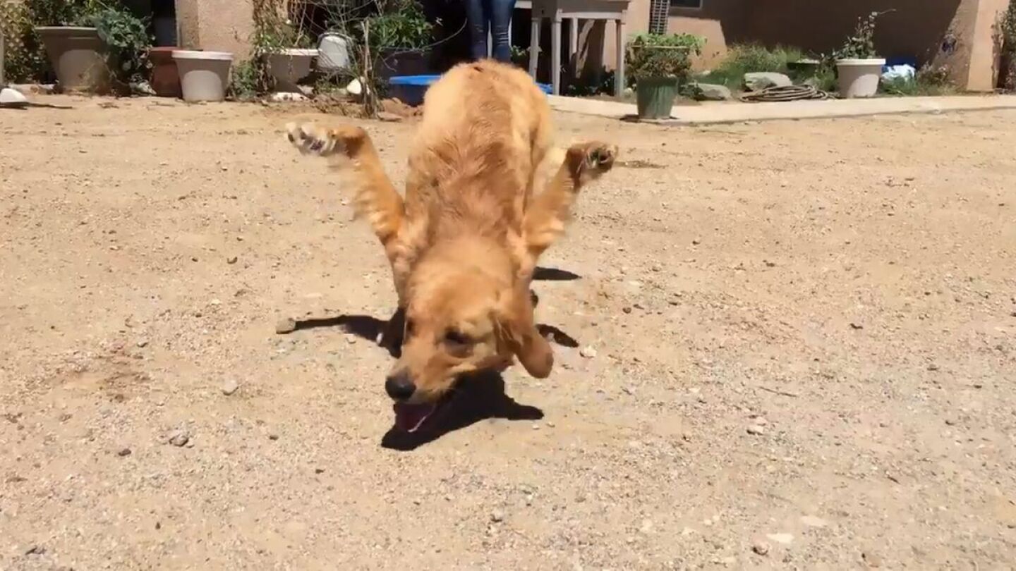 Rexi, el perro con las patas delanteras al rev&eacute;s
