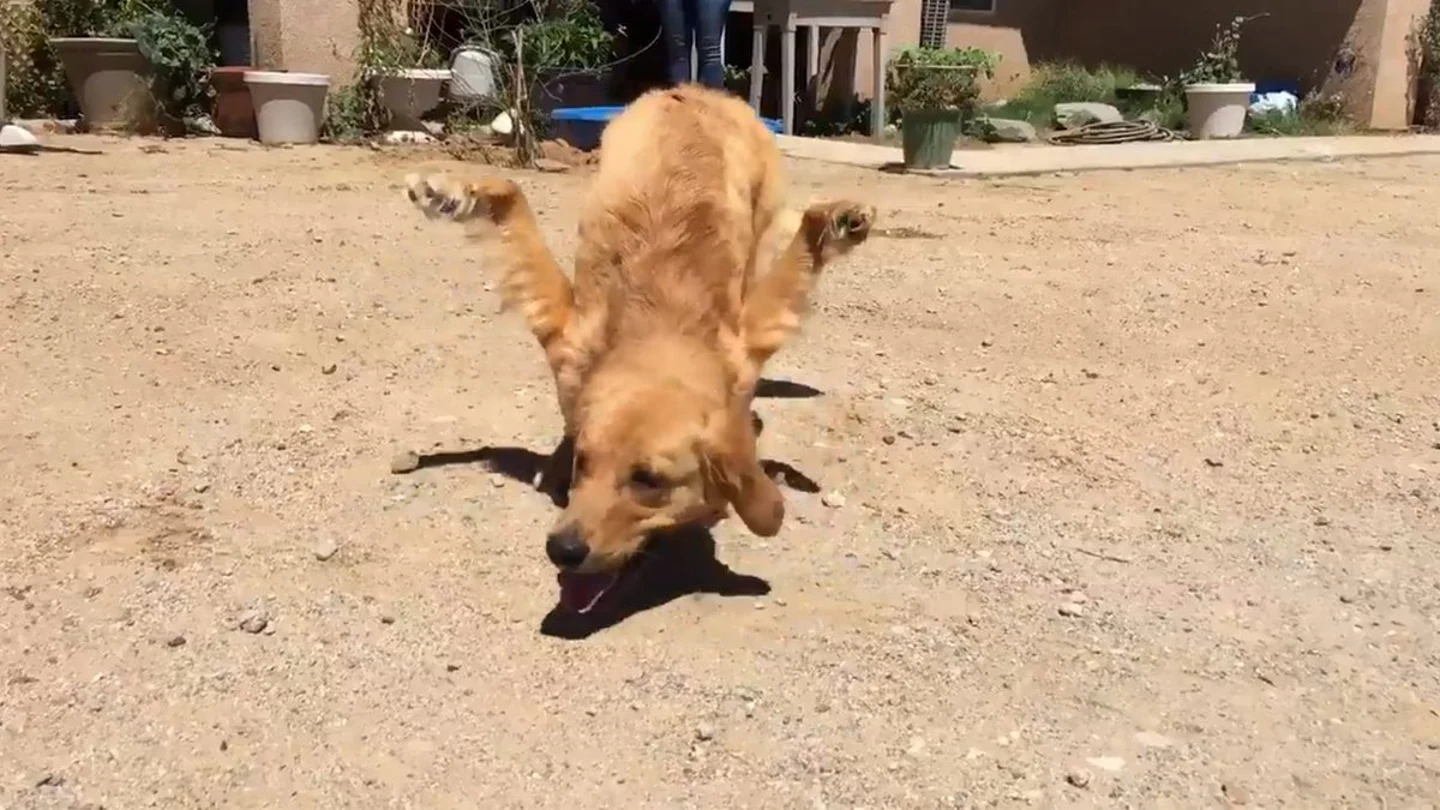 Rexi, el perro con las patas delanteras al revés Rexi, el perro con las patas delanteras al revés