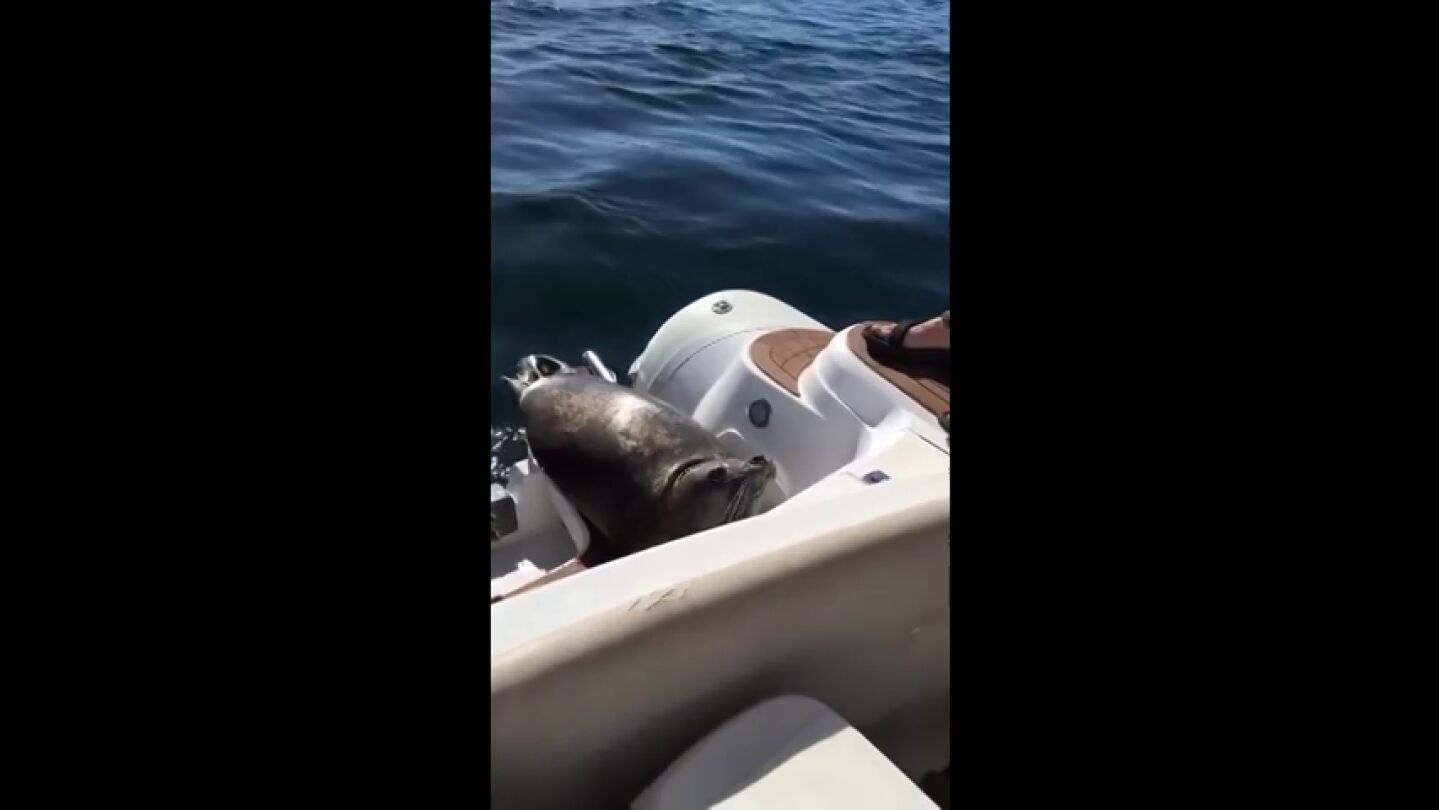 Frame 79.997249 de: Una foca se sube al barco de unos turistas en Canad&aacute; para evitar ser devorada por unas orcas