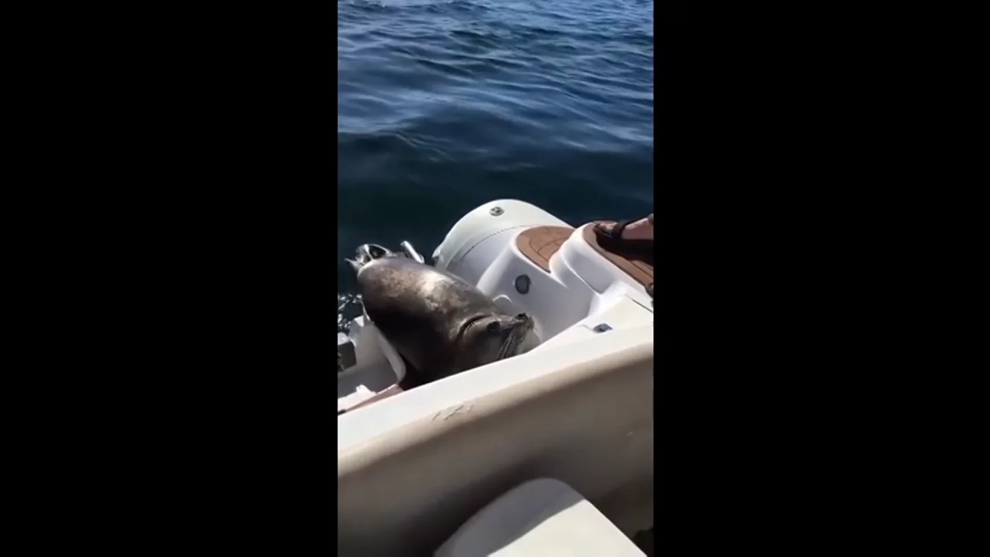 Frame 79.997249 de: Una foca se sube al barco de unos turistas en Canadá para evitar ser devorada por unas orcas Frame 79.997249 de: Una foca se sube al barco de unos turistas en Canadá para evitar ser devorada por unas orcas