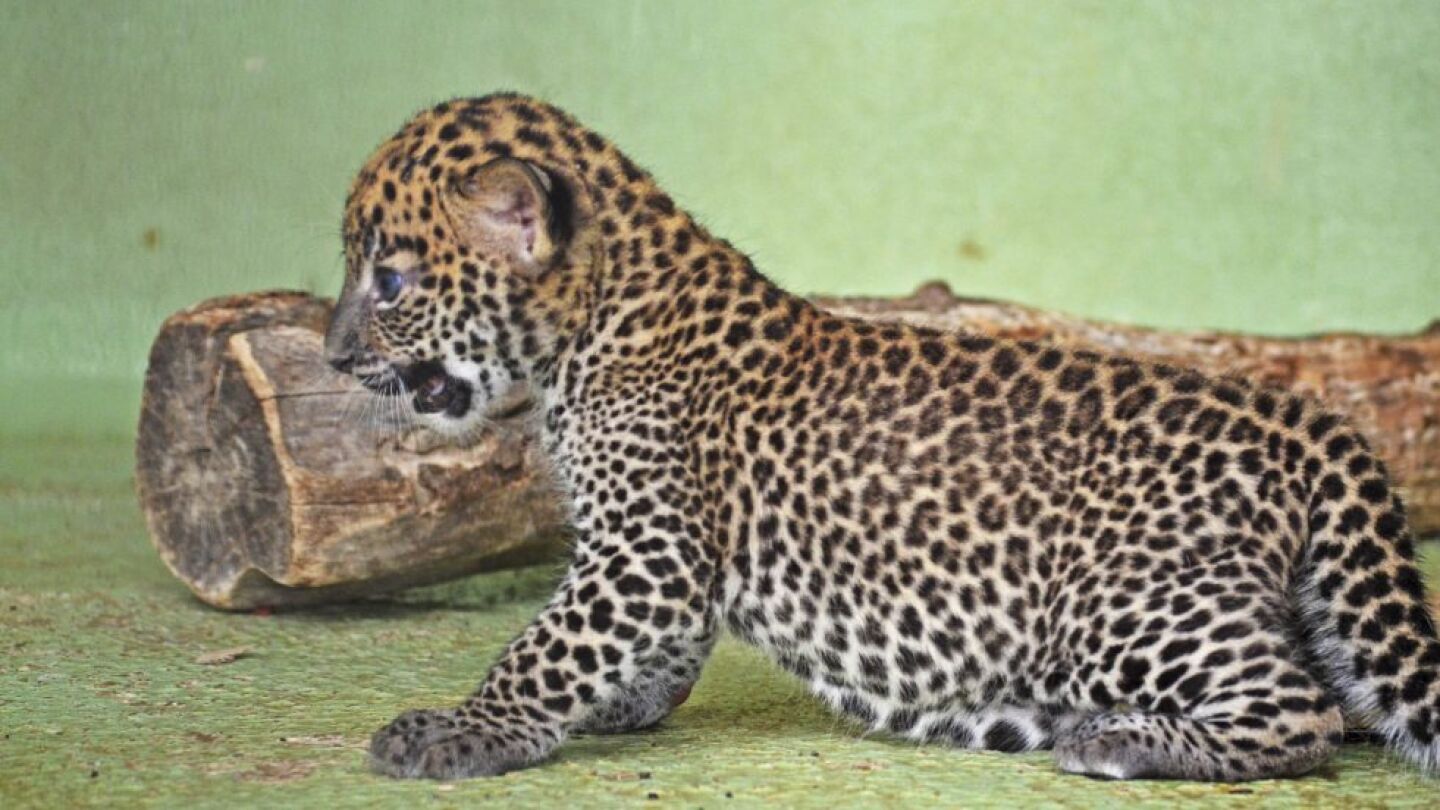 Imagen del cachorro de leopardo reci&eacute;n nacido en el Bioparc de Valencia