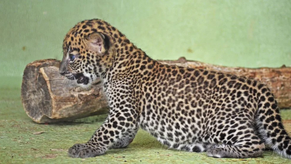 Imagen del cachorro de leopardo recién nacido en el Bioparc de Valencia