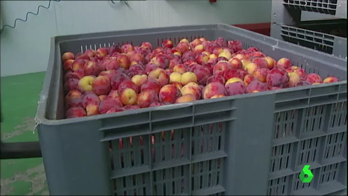 Frame 0.0 de: ciruelas a china Frame 0.0 de: ciruelas a china
