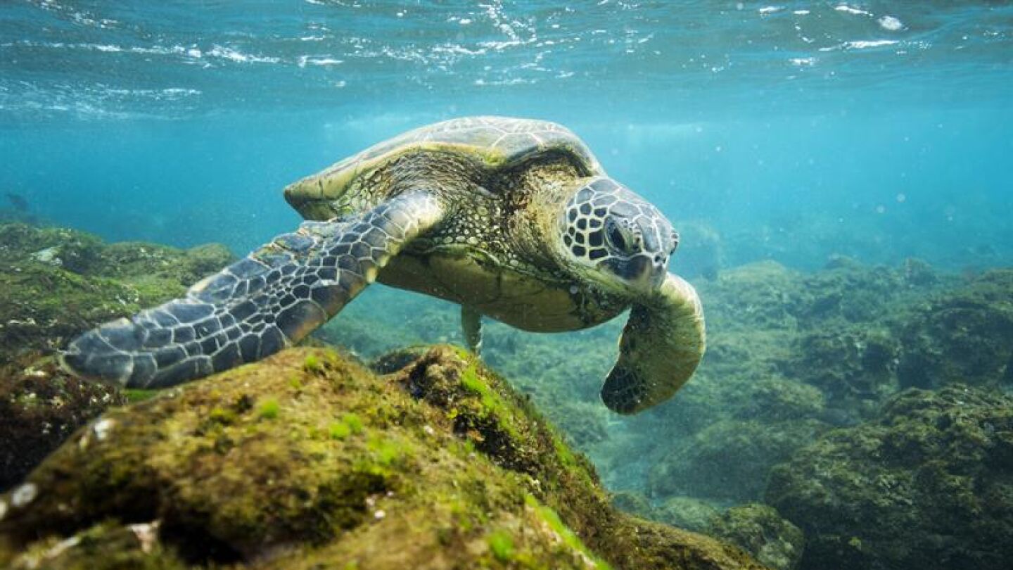 Tortuga en el Monumento Nacional Papahanaumokuakea