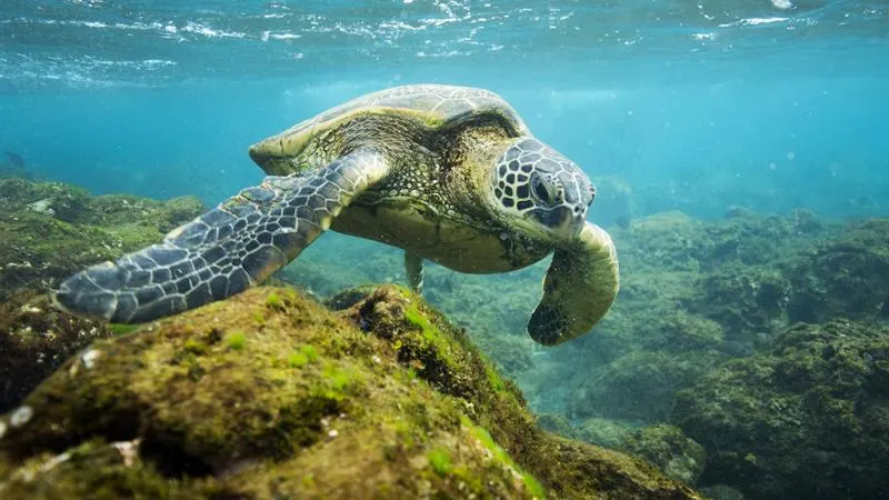 Tortuga en el Monumento Nacional Papahanaumokuakea