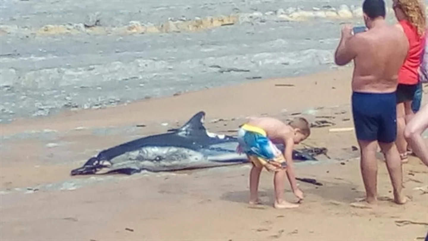 Hallado muerto un delfín en la playa de Suances, Cantabria Hallado muerto un delfín en la playa de Suances, Cantabria