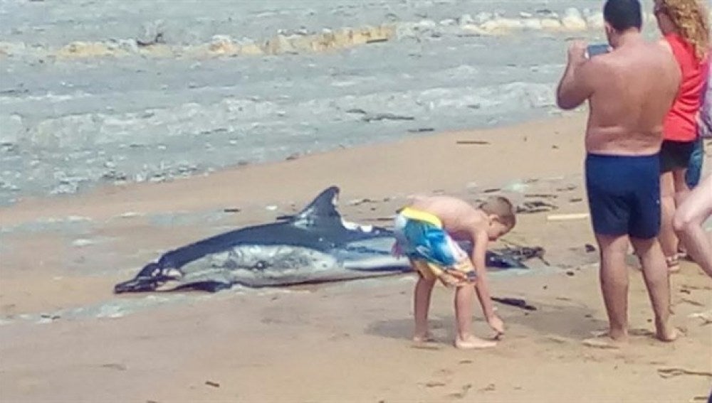 Hallado muerto un delfín en la playa de Suances, Cantabria
