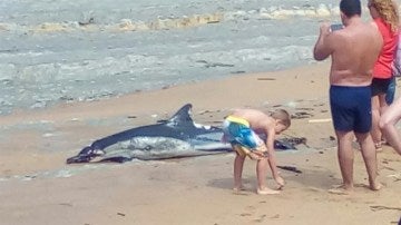 Hallado muerto un delfín en la playa de Suances, Cantabria