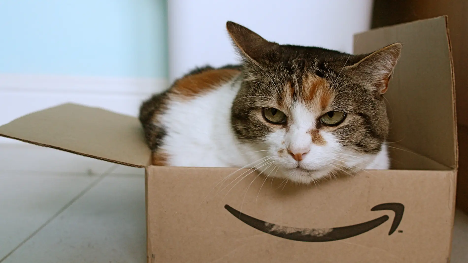 Un gato en una caja de Amazon
