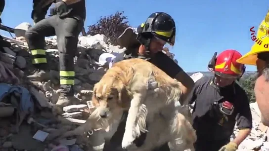Los bomberos rescatando al perro de entre los escombros nueve días después del terremoto de Italia Los bomberos rescatando al perro de entre los escombros nueve días después del terremoto de Italia