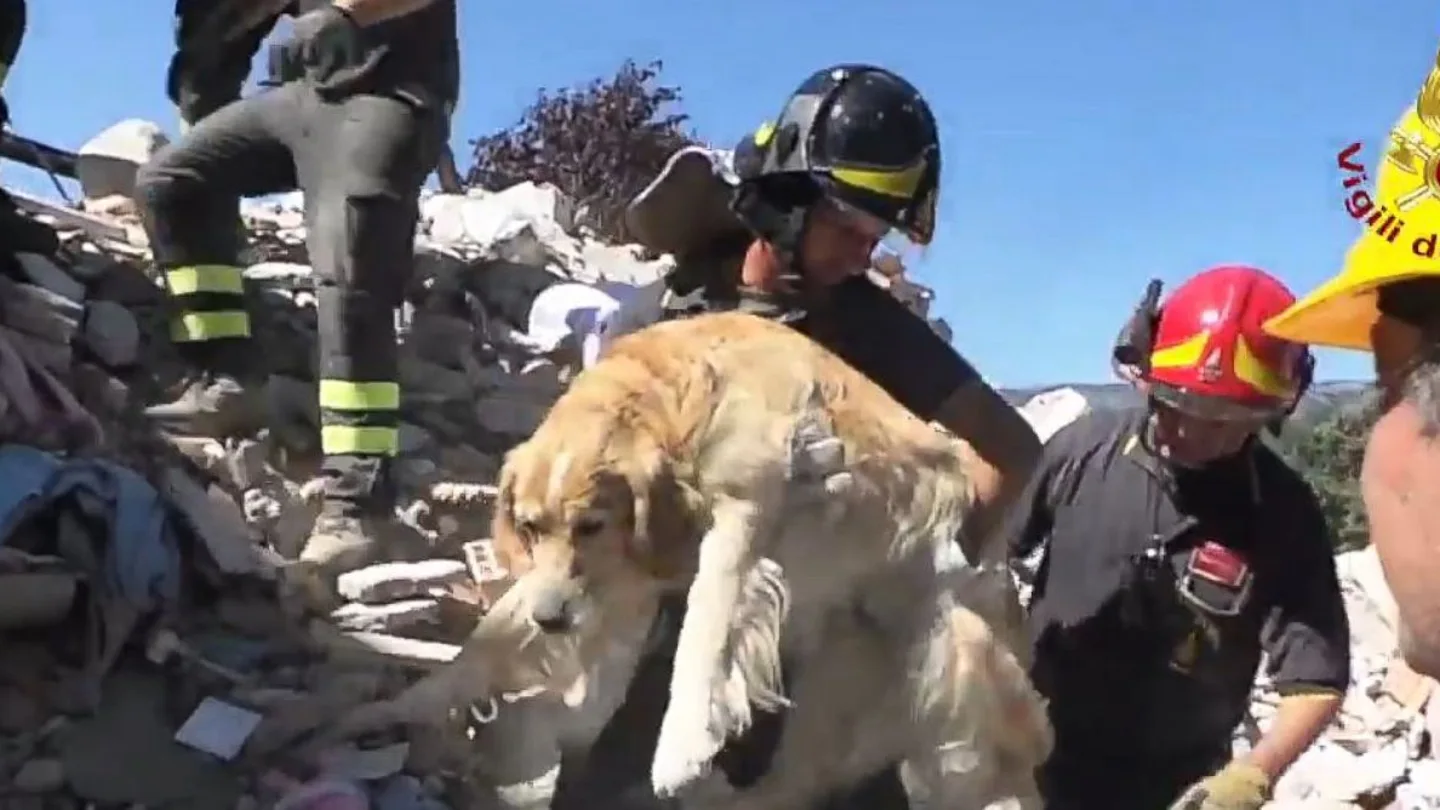 Los bomberos rescatando al perro de entre los escombros nueve días después del terremoto de Italia Los bomberos rescatando al perro de entre los escombros nueve días después del terremoto de Italia