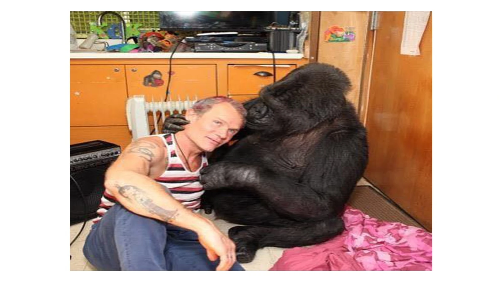 Koko y Flea. Koko y Flea.