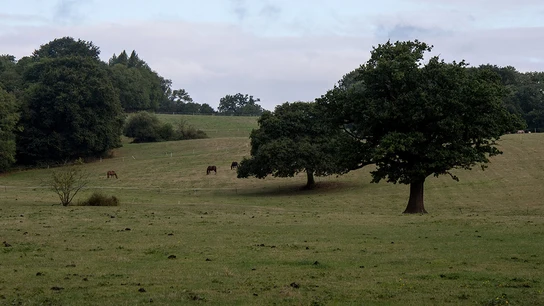 Caballos que pastan en campos (04-09-2016) Caballos que pastan en campos (04-09-2016)
