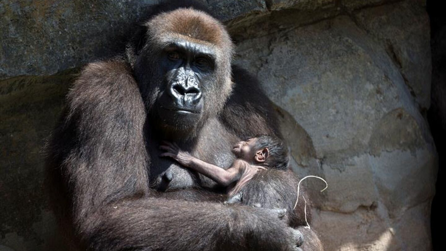 El primate m&aacute;s grande del mundo, el gorila oriental, cuya poblaci&oacute;n ha sufrido un declive del 70 % en los &uacute;ltimos 20 a&ntilde;os
