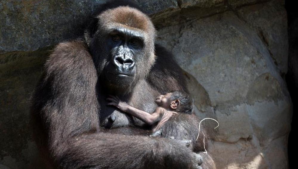 El primate más grande del mundo, el gorila oriental, cuya población ha sufrido un declive del 70 % en los últimos 20 años