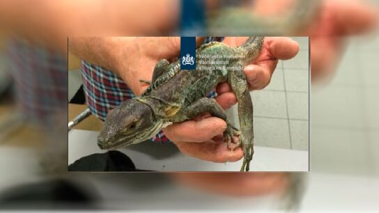 Uno de los lagartos interceptados 