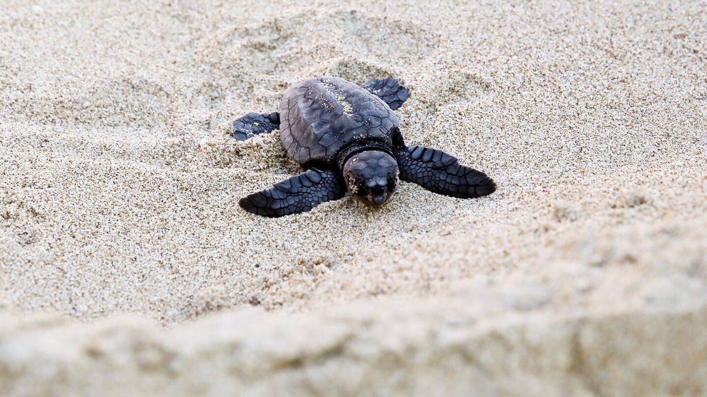 Un de las tortugas nacidas en el nido custodiado de El Saler.