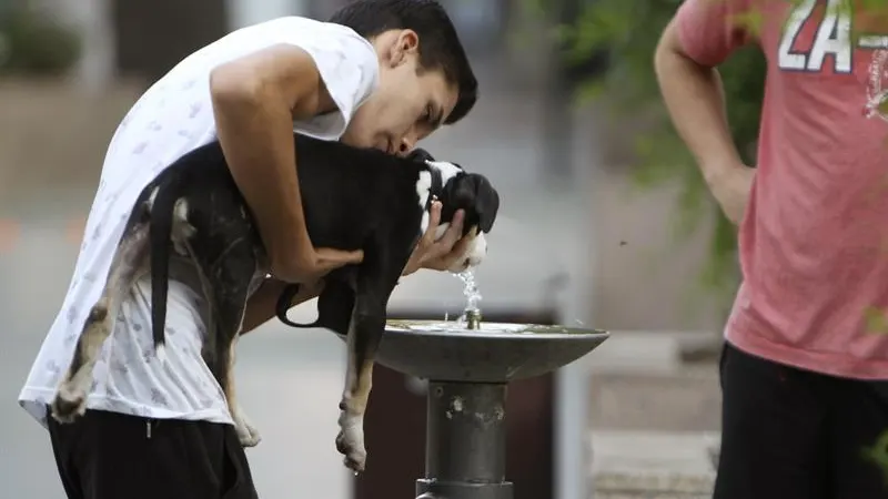 Un joven da de beber a su perro Un joven da de beber a su perro
