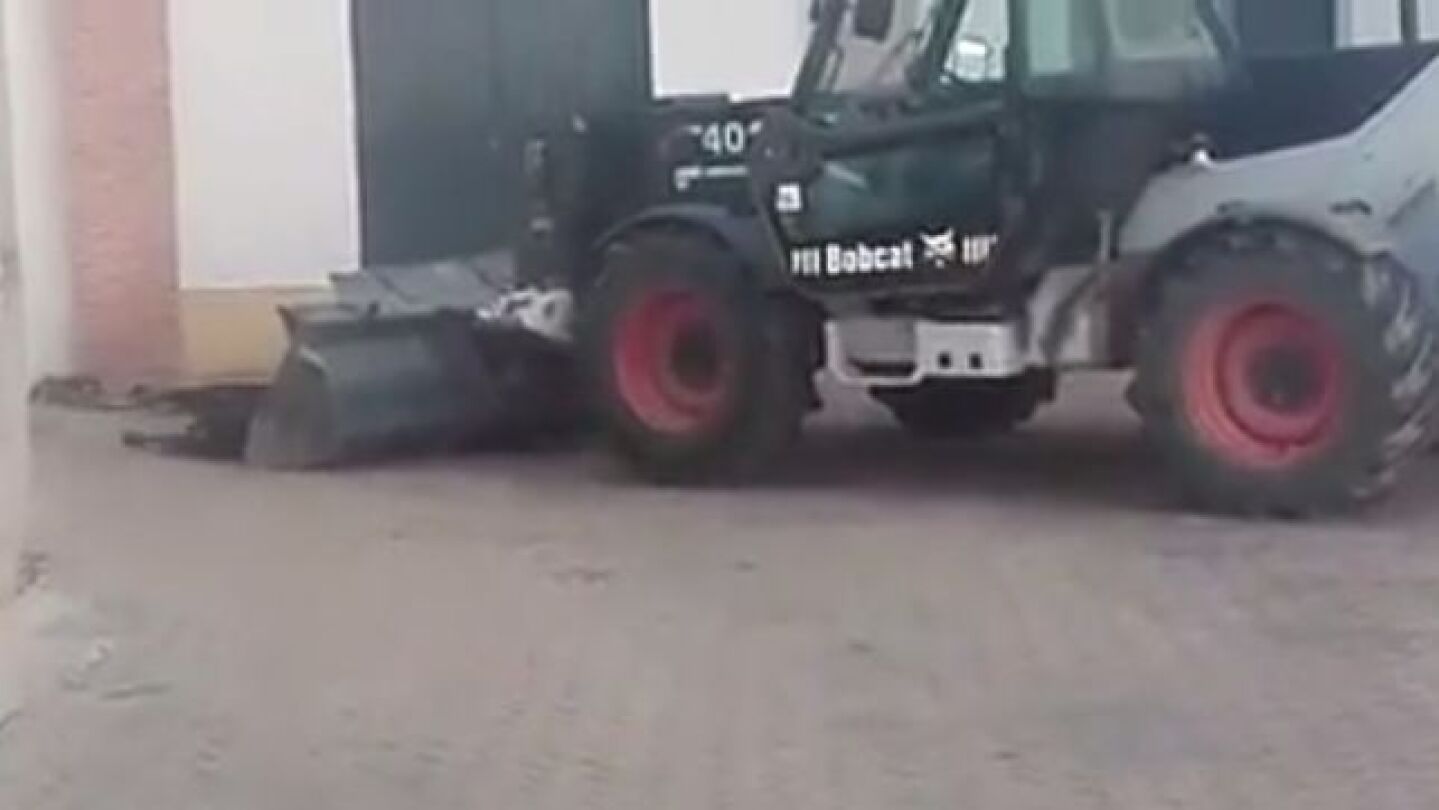 Imagen del v&iacute;deo en el que se puede contemplar a la vaquilla viva