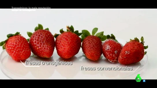 Frame 81.351106 de: ¿En qué se diferencia una fresa transgénica de una fresa convencional? Frame 81.351106 de: ¿En qué se diferencia una fresa transgénica de una fresa convencional?
