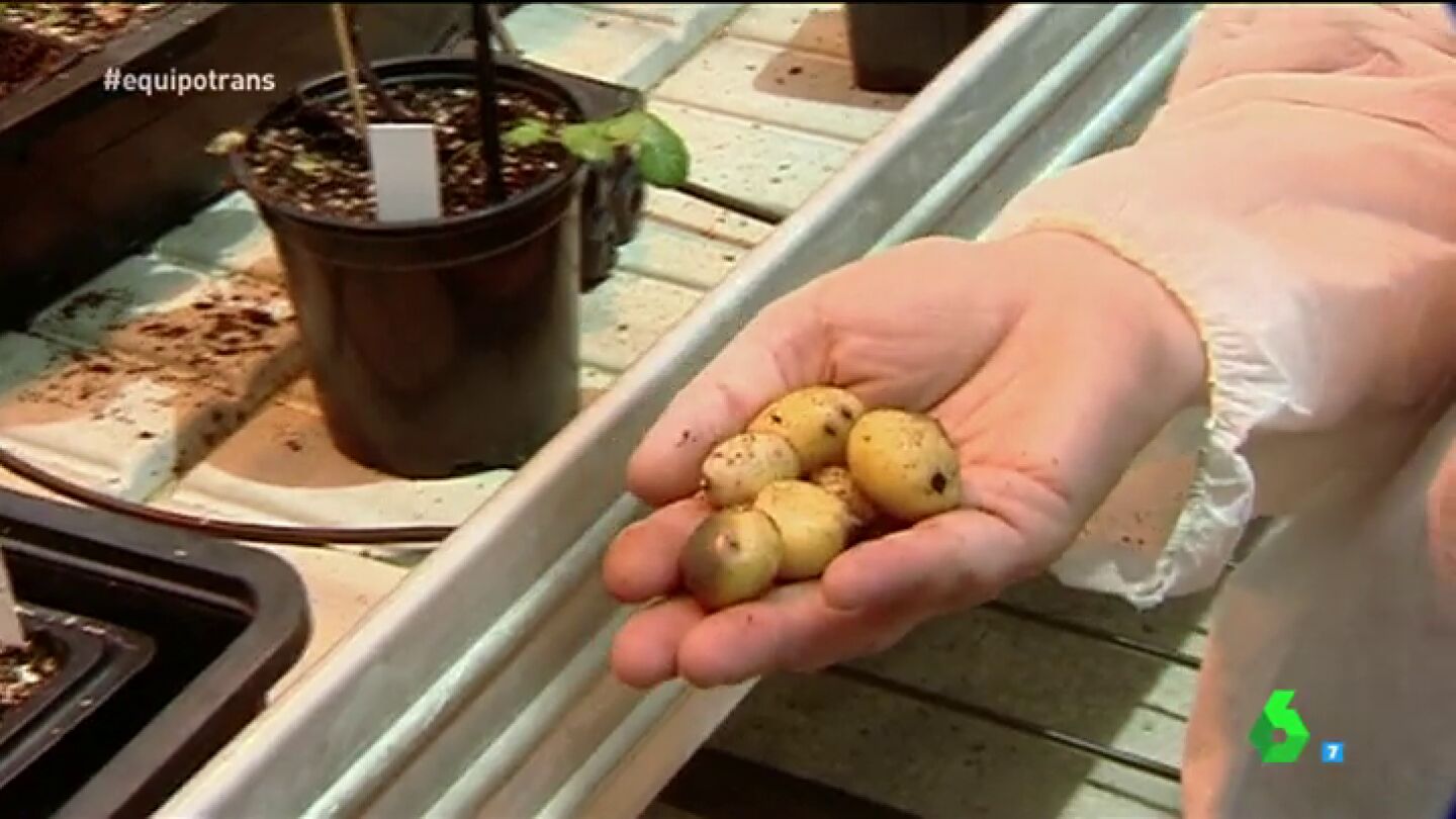 Frame 57.455966 de: &iquest;Qu&eacute; pueden hacer los transg&eacute;nicos en la lucha contra el hambre?
