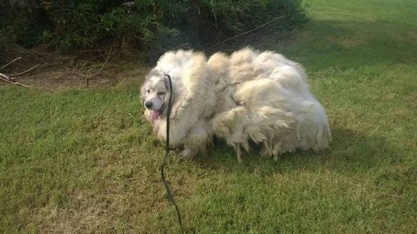 Lazarus antes de su corte de pelo