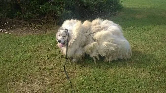 Lazarus antes de su corte de pelo