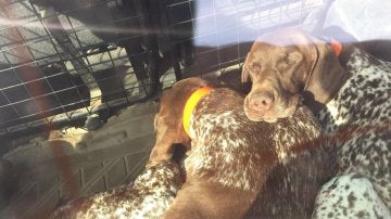 Imagen de los tres perros atrapados dentro de un coche