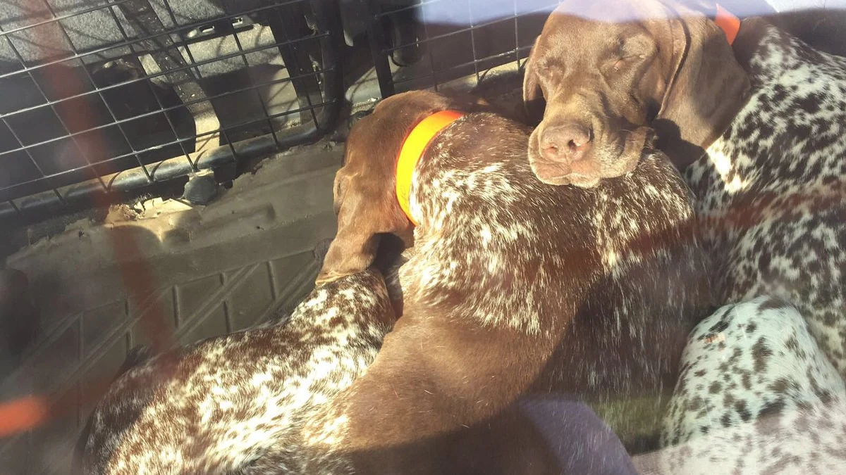 Imagen de los tres perros atrapados dentro de un coche Imagen de los tres perros atrapados dentro de un coche