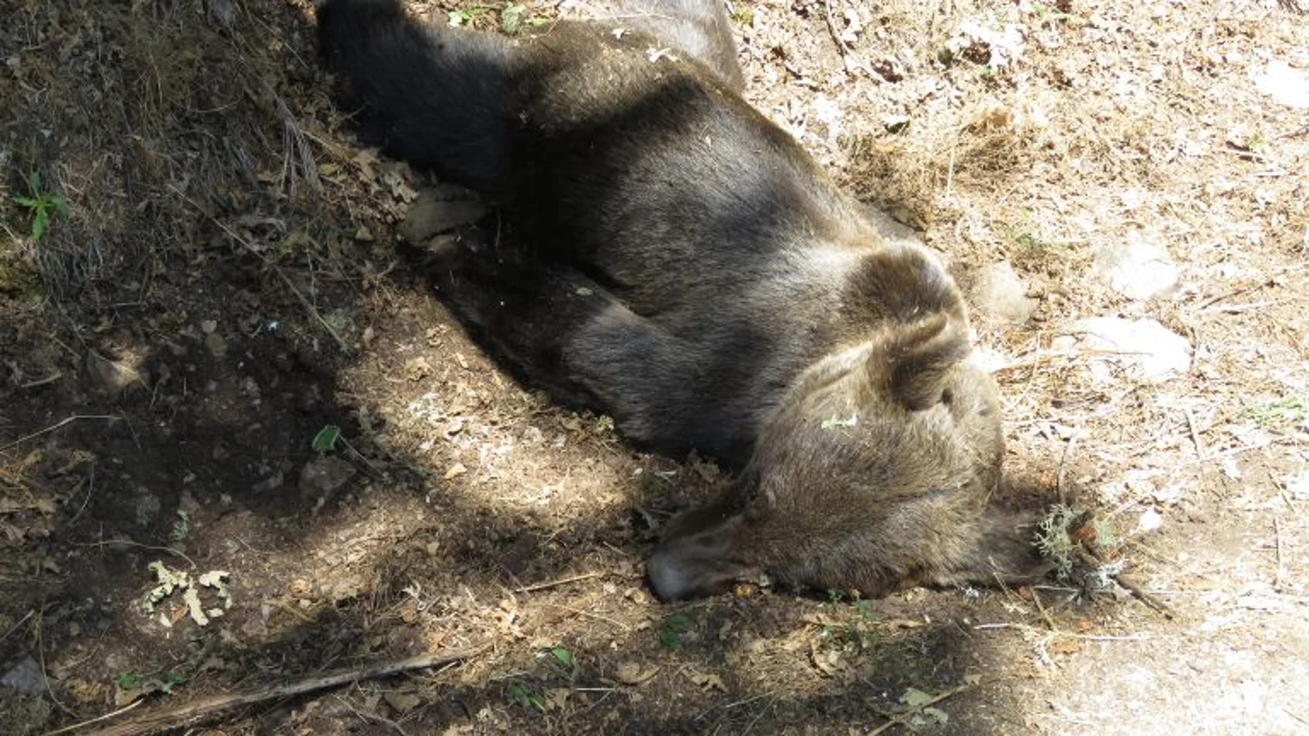 Un oso pardo hallado muerto El oso pardo hallado muerto